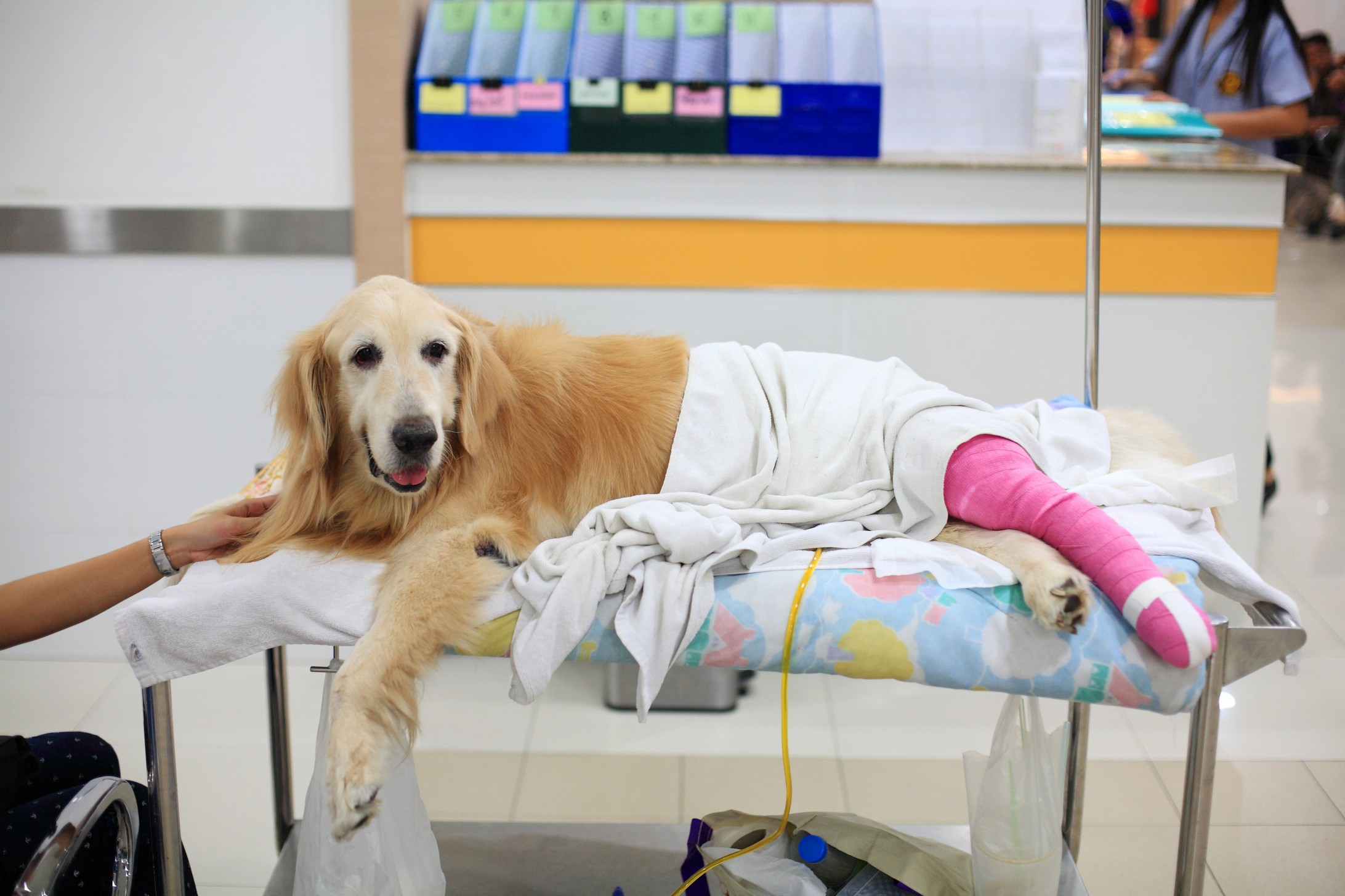 Veterinary Supplies